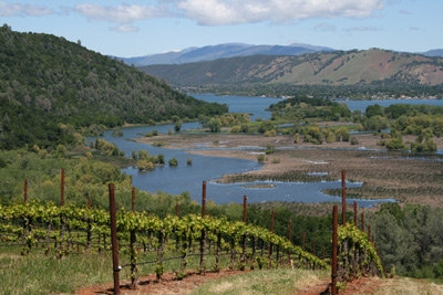 Barbera Vineyards